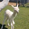 alpacajanet21